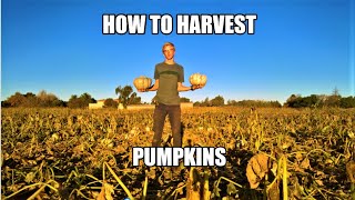 How to harvest and store pumpkins| Harvesting pumpkins in South Africa