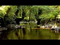 Relaxing birdsong by the beautiful forest stream nature sounds
