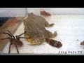 African bullfrog poops before a heavy meal  warning live feeding