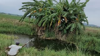 Small Single Hook Fishing In Pondfisherman Catching Tilapia Fish In Village Pondunique Fishing