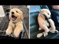 These Golden Retriever Puppies Will Put You 100% in Happy Mood - Funny and Cute Golden Retriever