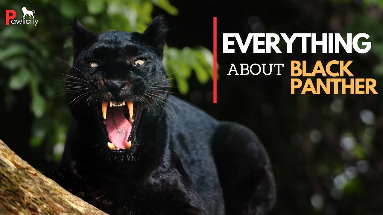 Everything About Black Panther | Black Panther Documentary | Black Leopard