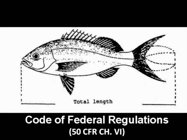 How to Measure a Fish 