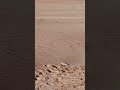 snake move #trending #ytshorts