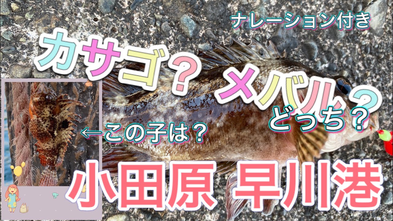 小田原魚港 早川港 カサゴ ガシラ メバル ハオコゼ 見分け方詳しい人はおりませんか Youtube