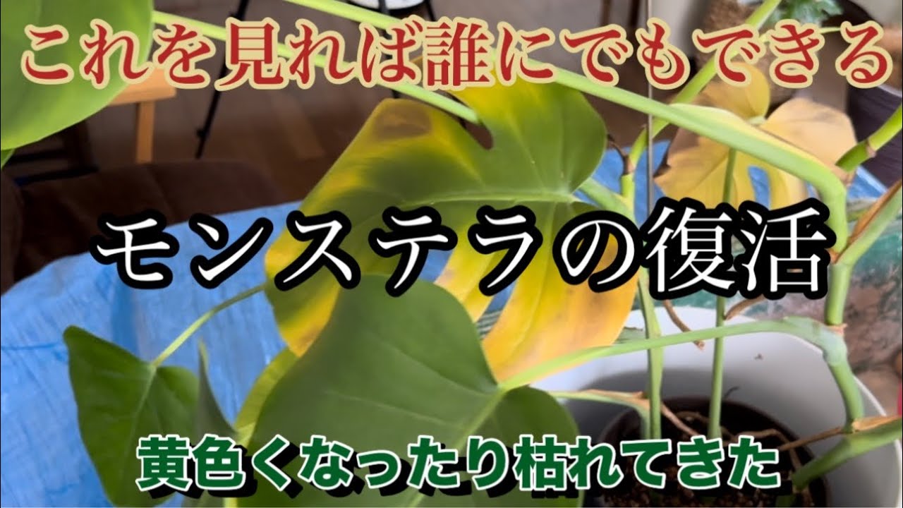 【モンステラ】これを見れば誰にでもできる　モンステラの復活とコンパクト再生　葉が黄色や枯れてきたら