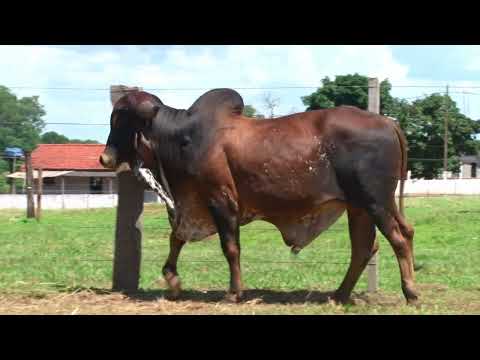 LOTE 27   GIR LEITEIRO   BELA VISTA   139