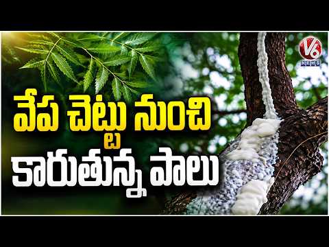 Milk Like Liquid Flowing From Neem Tree | V6 News - V6NEWSTELUGU