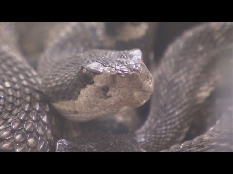 Video: Chráňte svojho domáceho maznáčika pred bežnými domácimi jedmi