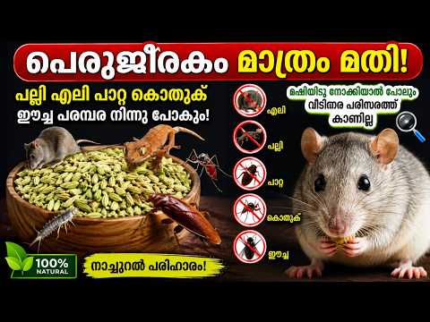 പെരുംജീരകം മാത്രം മതി! 😱എലി പല്ലി പാറ്റ കൊതുക് ഈച്ച പരമ്പര നിന്നു പോകും|Get Ridof Ratsand Mosquitoes