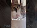 【保護猫】子供のいる家猫の一日