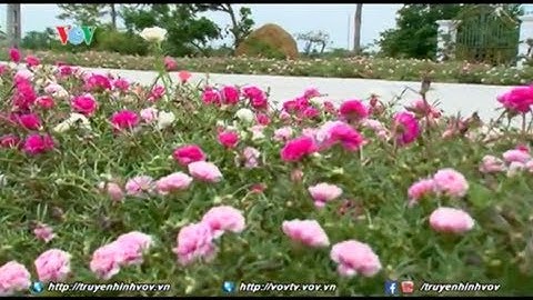 Những con đường nông thôn rực rỡ sắc hoa ở Nam Định | VOVTV