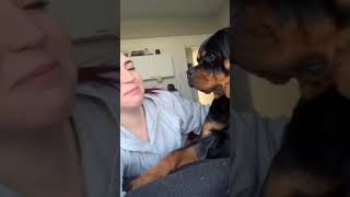 Mom what are you doing?stop copying me 🐾❣️#rottweiler#shorts