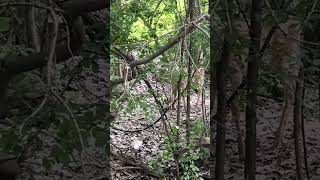 Deer in the woods by the waterfall