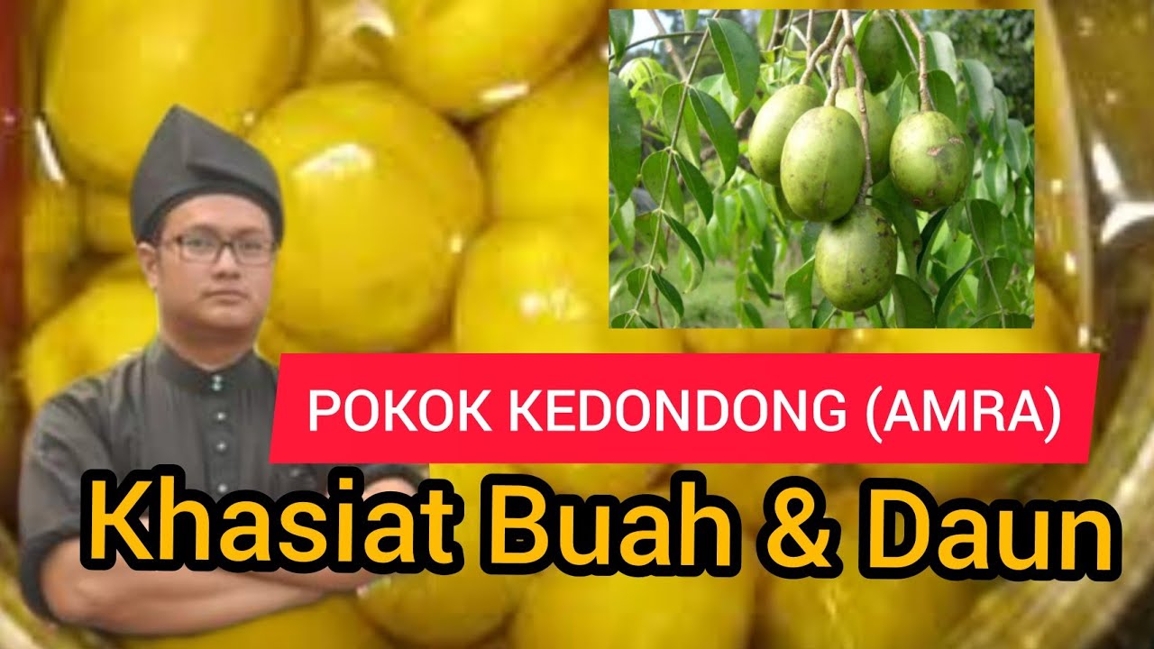 Khasiat Buah Kedondong dan Khasiat Daun Kedondong : Buah Malaysia 