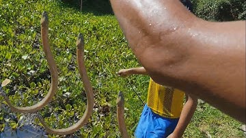 Primitive Technology: Creative boys Catch Eels By Using Fishing Hook - Amazing Eel Trap