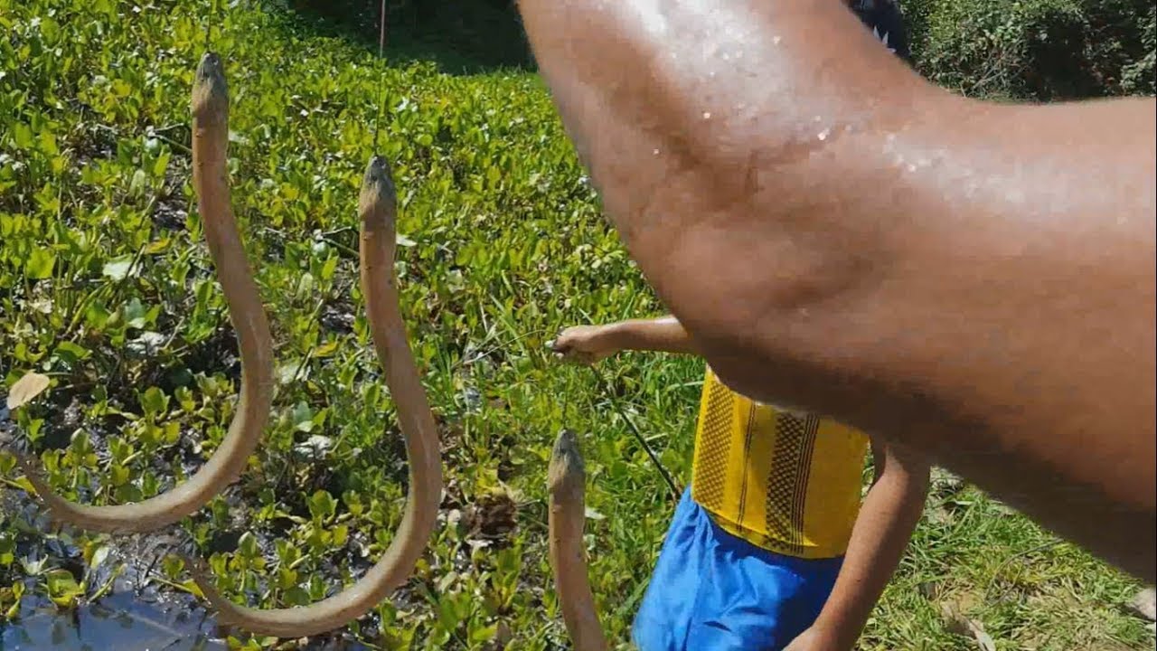 Primitive Technology: Creative boys Catch Eels By Using Fishing Hook - Amazing Eel Trap