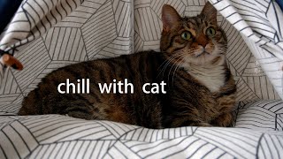 Camping With A Cat~ Chill | Lofi | Beats | Relax | Calm | Study | Work | Sleep