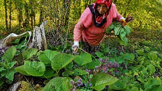​🌿 DİKKAT! Karadeniz'in Sarp Dağlarında Gizli Şifa: Hodan Avımız!