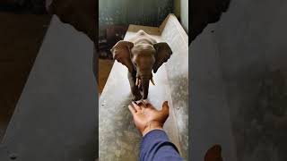 A Cute Baby Elephant シ