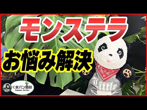 モンステラ・観葉植物のお悩み解決【くまパン園芸】 hqdefault