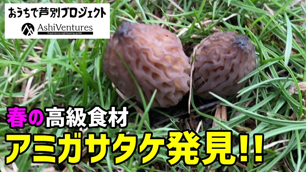 おうちで芦別プロジェクト】欧米諸国で珍重されるアミガサタケを芦別で