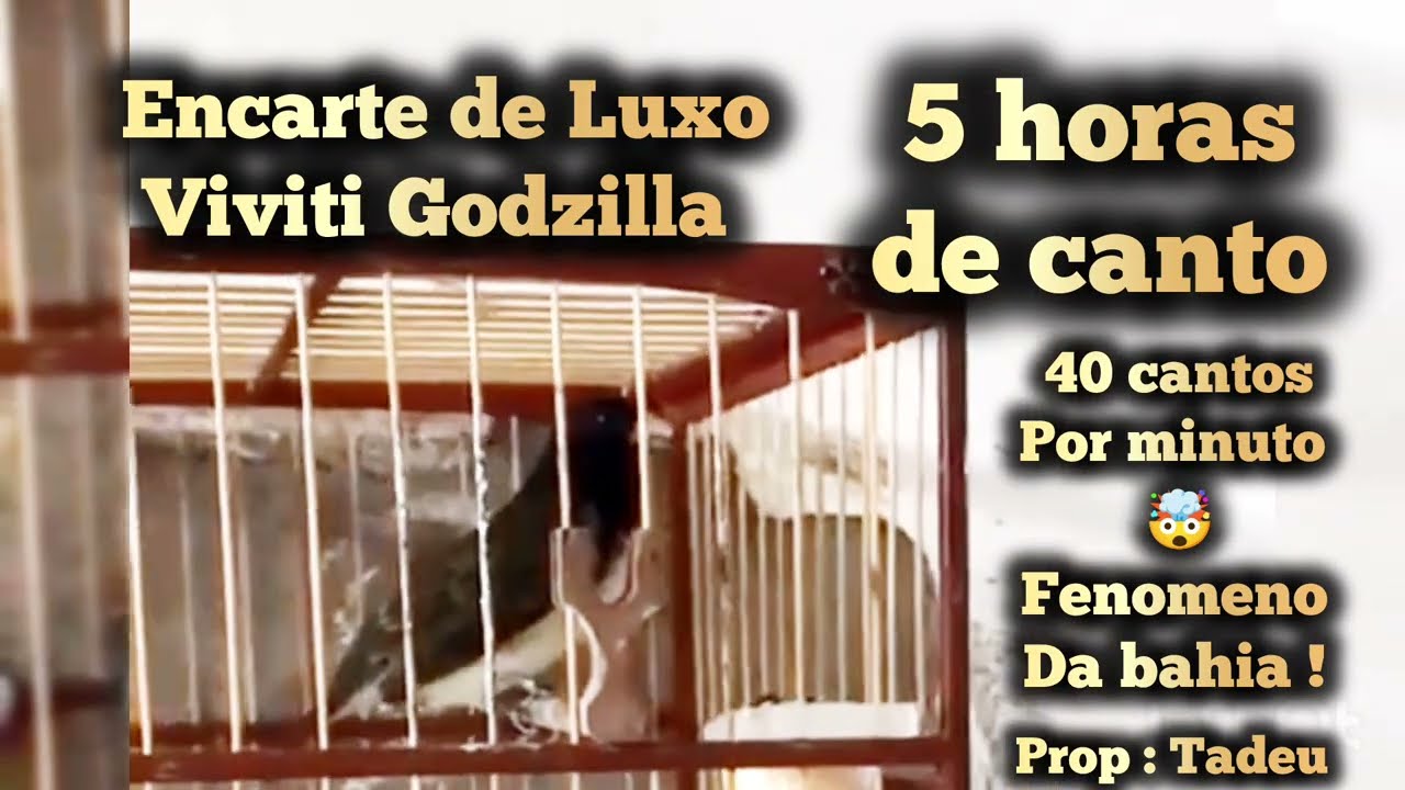 5H DE ENCARTE Viviti canto único do fenômeno velocista Godzilla +de 30 por min. #coleiro #papacapim 