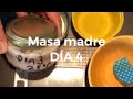 Masa madre, día 4