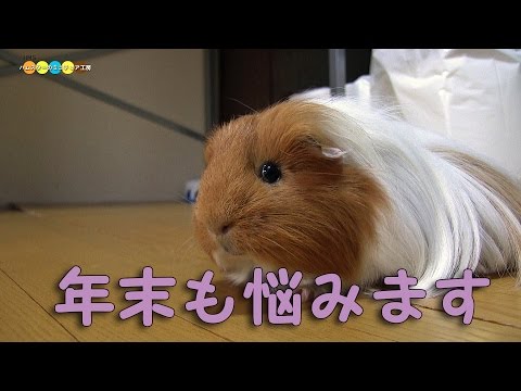 伝えるべきか悩むモルモット
