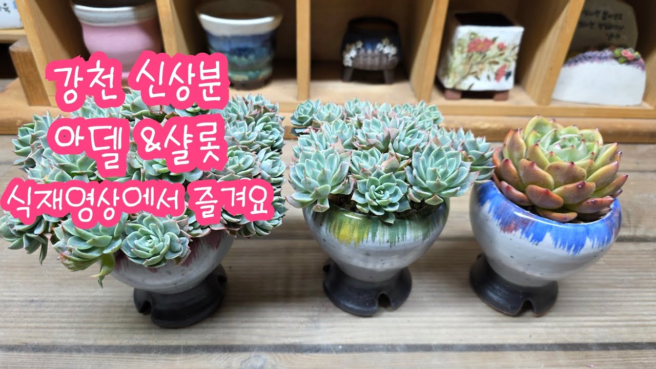 26.02.26.신상 강천분에 아델 식재해요 