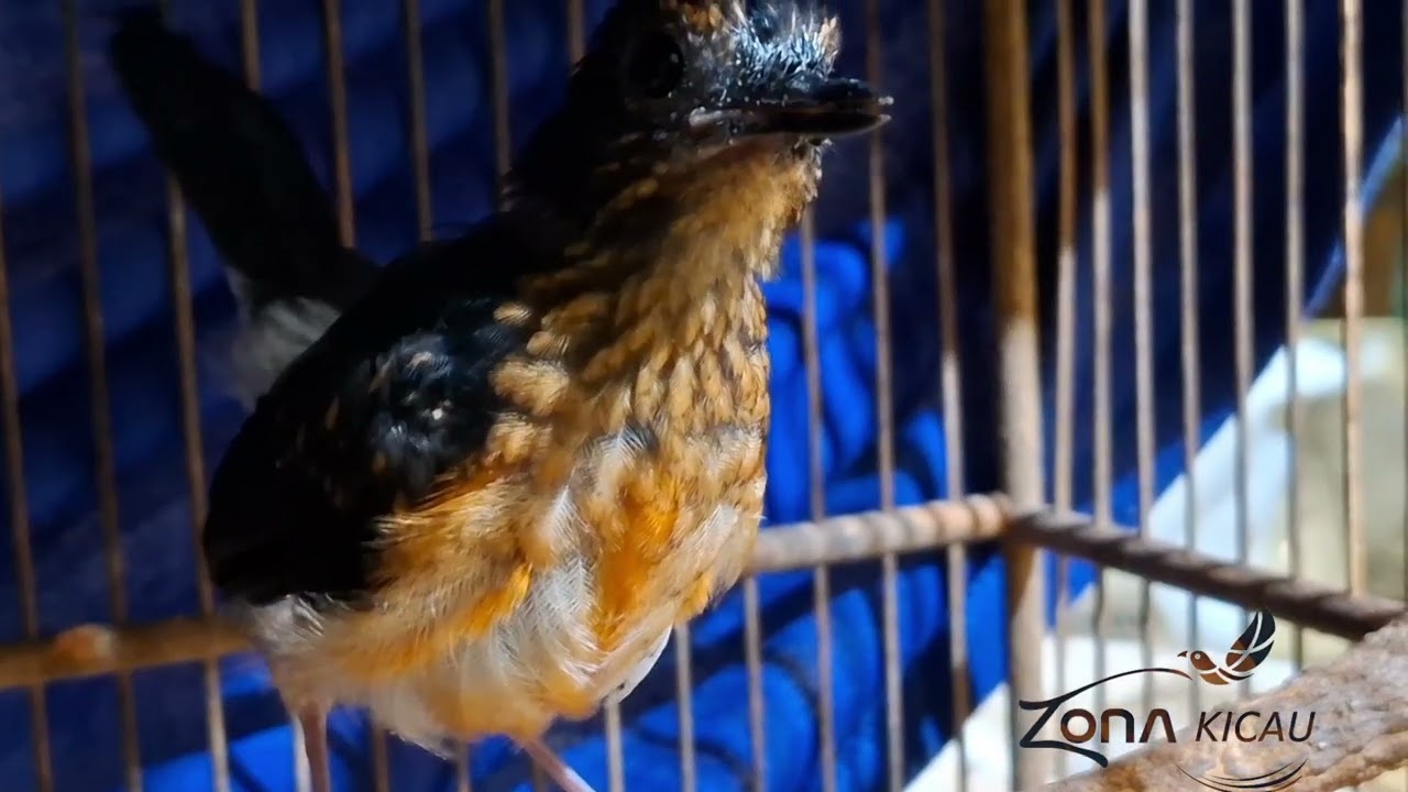 PANCINGAN MURAI TROTOL AGAR CEPAT EMOSI GACOR & FIGHTER, DIJAMIN LANGSUNG NYAUT.