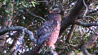 Great Horned Owl