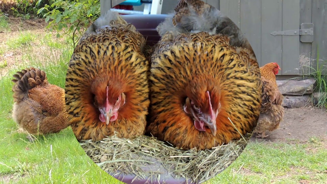 Meine Orpington und ihre Federbälle