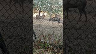 what's a rain-deer fight...