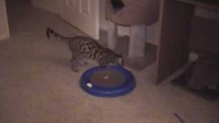 Hot Bengal Action! by Sootikins 625 views 15 years ago 5 minutes, 1 second