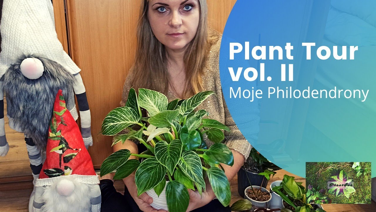Plant Tour vol. II - Moje Philodendrony  #rośliny #planttour #housetour