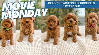 Dolce s Teacup Goldendoodle Puppies 6 weeks