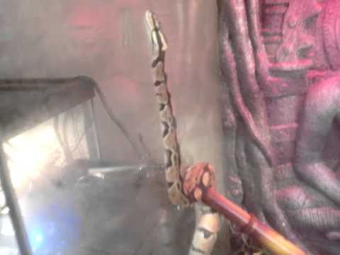 ball python drinking