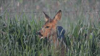 Natuurvideo - binnenveld met blauwborst en baardman