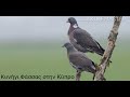 Κυνήγι Φάσσας στην Κύπρο 23.08.2020 Pigeon hunting in Cyprus. Shotkam and GoPro