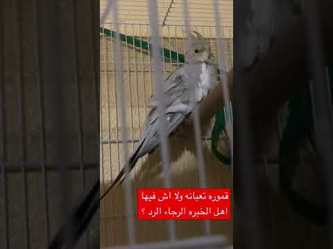 هل انثى الكروان تعبانه او ماذا الرجاء الرد بعد وضع البيض الاولى اصبحت هكذا كناري طيور كروان
