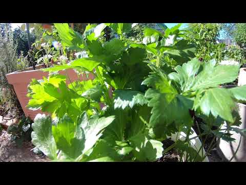 Video: Celery Leaf Herbs - Mẹo Trồng và Cắt lá Cần tây