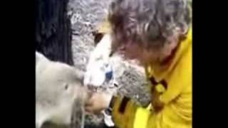 Thirsty Koala - Victorian Bushfire 2009