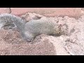 Squirrel Playing in Dirt