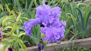 видео: ирисы цветение 2022 часть 2 картинка: ирисы цветение 2022 часть 2