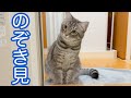 逐一、飼い主の行動を覗き見してチェックする猫がかわいい