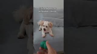 Quem Está Melhor Preparado Para As Olimpíadas Caninas?