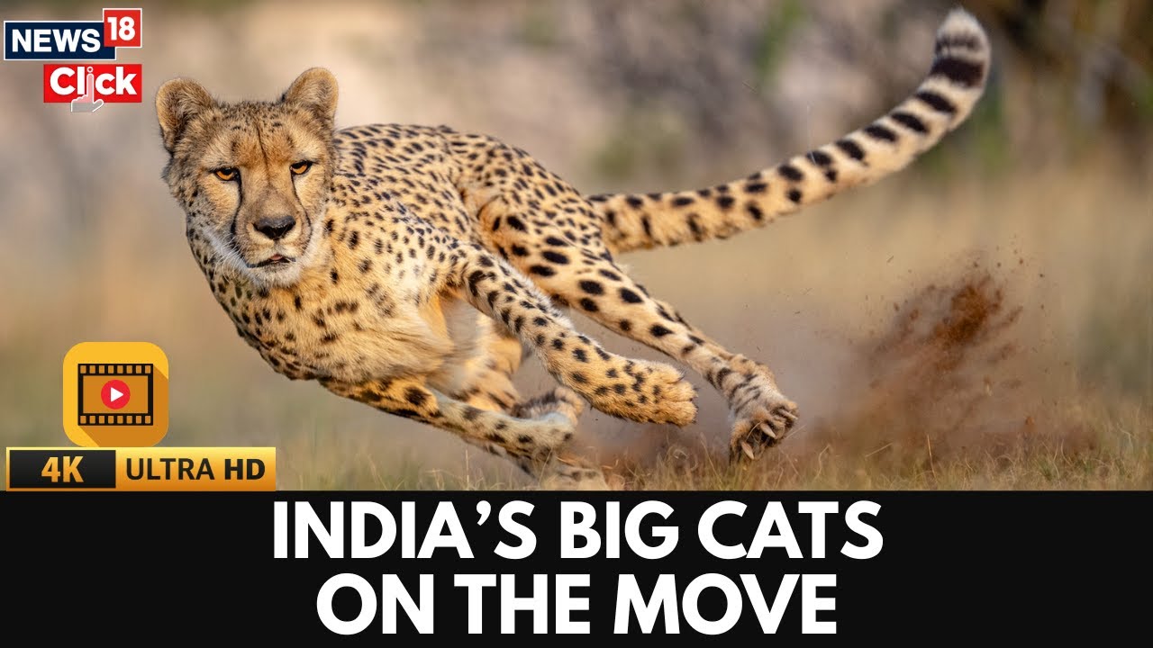 Гепарды в Индии пьют воду из недавно пробуренных водоёмов, удивляя экспертов | 4K | N18G