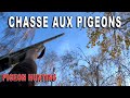 Chasse aux pigeons en région parisienne - Pigeon hunting near Paris