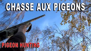 Chasse aux pigeons en région parisienne - Pigeon hunting near Paris